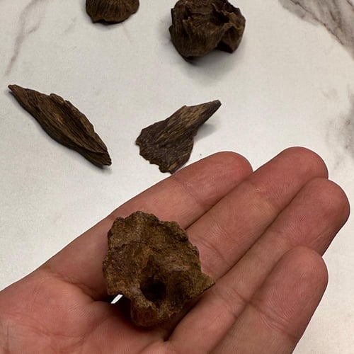نوادر المالينو اندرووتر( منتران) 19.5g