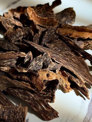 بيوت النمل جبلي