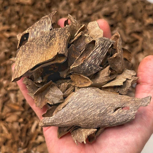 لاوسي الشايب