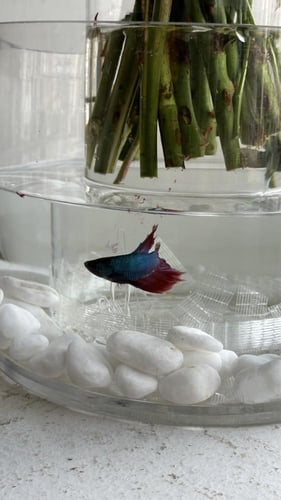 فازة بيبي روز + سمك فايتر | Baby rose vase + fight...