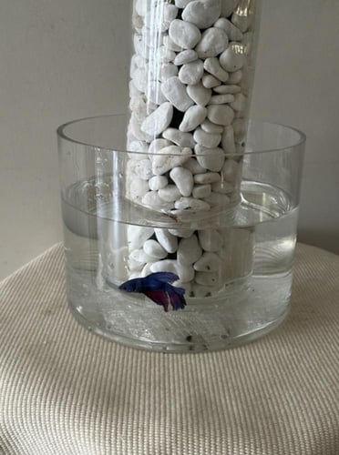 فازة اوركيد صناعي + سمكة | Artificial orchid vase...