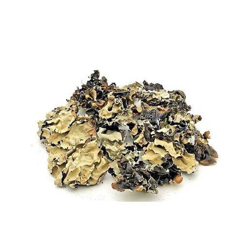 عشبة الشيبة 1 كيلو