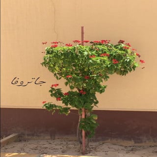 بذور شجرة جاتروفا