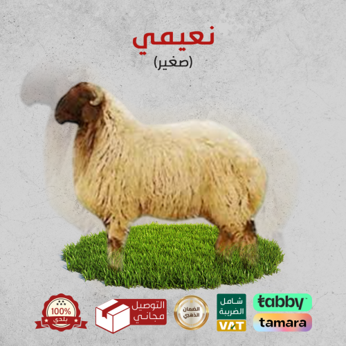 خروف نعيمي صغير