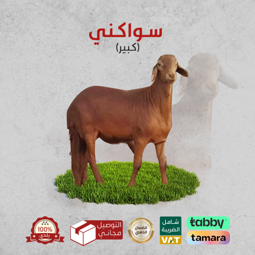 خروف سواكني للبيع كبير