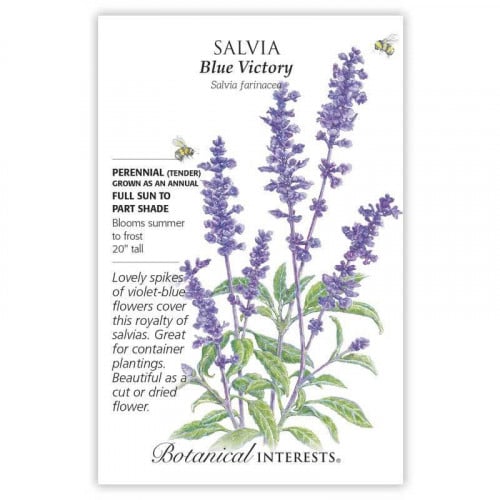 بذور سلفيا الزرقاء - Salvia Blue Victory Seeds