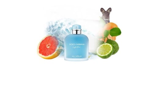 بوكس عطر رجالي دولتشي اند غابانا لايت بلو انتنس او...