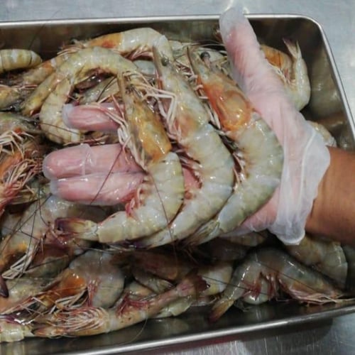 جمبري بحري وسط