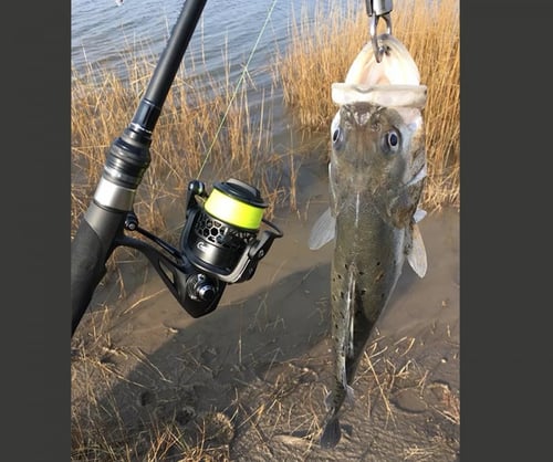 قصبة تسرينويا تايرنتس TYRANTS 802MHS