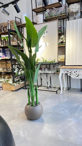 شجرة الموز 170سم