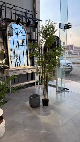 شجرة البامبو