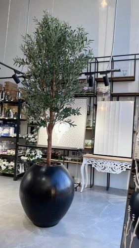 شجرة الزيتون عملاقة 290 سم