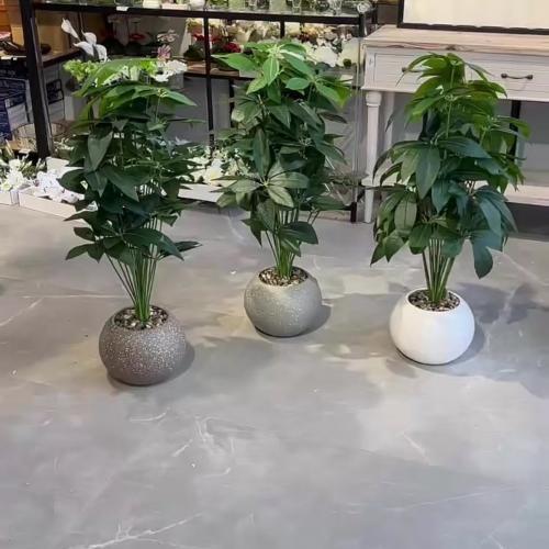 شتلة ورق مانجو 100 سم