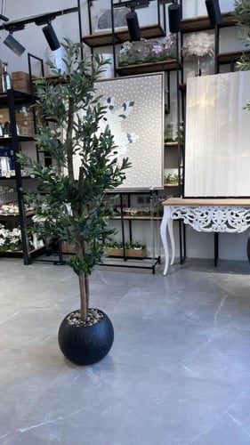 شجرة الزيتون ارتفاع 190سم