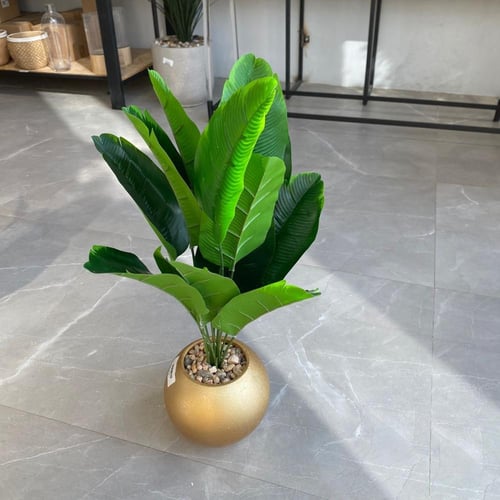 شتلة موز 65سم