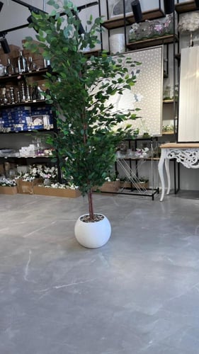 شجرة فيكس 190 سم ابيض