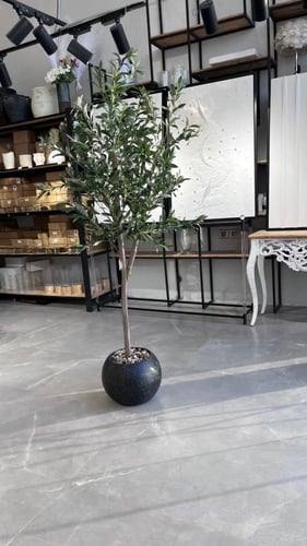 شجرة زيتون 190سم اسود