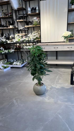 شتلة ورق مانجو 100 سم