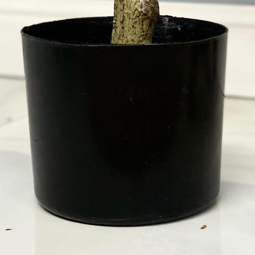 شجرة زيتون صناعية