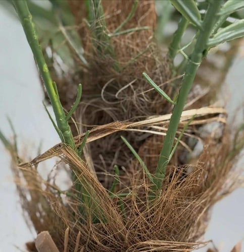 شجرة صناعية خضراء CYCAS REVOLUTA