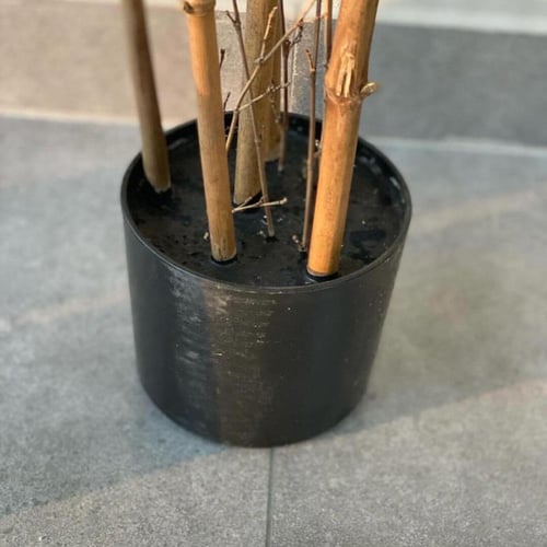 شجرة بامبو BAMBOO