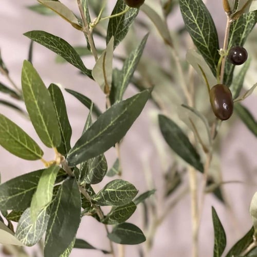 شتلة زيتون صناعي OLIVANTO