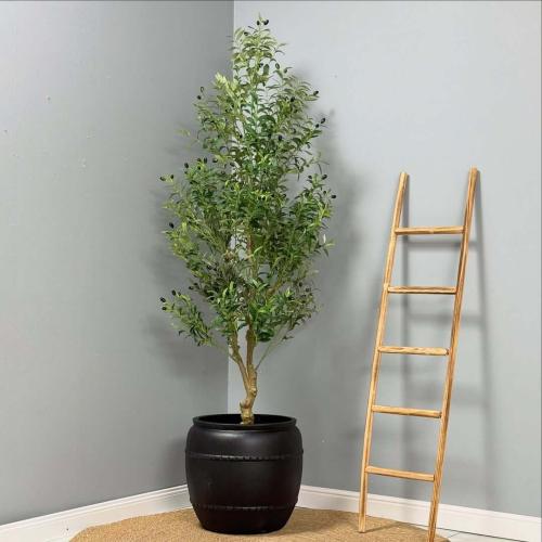 شجرة زيتون ZATOON