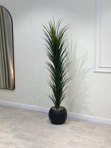 شجرة صبار بمكن بلاستيك لون اسود مقاس 170 سم