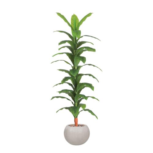 شجر اخضر حوض فيبر مقاس 190 سم