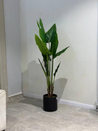 شجره عصفور بمركن اسود مقاس 170 سم