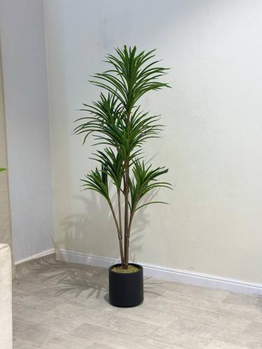 شجره درسينا بمركن اسود مقاس 150 سم