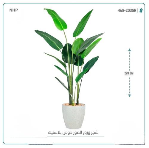 شجرة ورق الموز حوض اوف وايت بلاستيك