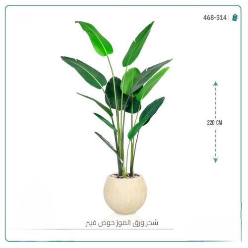 شجرة ورق الموز حوض سكري فيبر