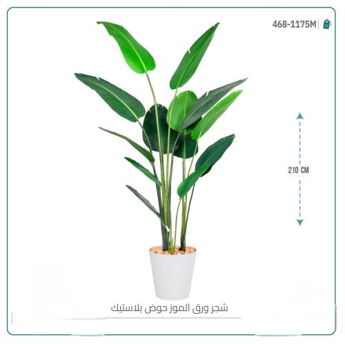 شجرة ورق الموز حوض ابيض بلاستيك