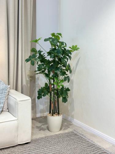 شجرة شفليرا حوض بلاستيك لون ابيض