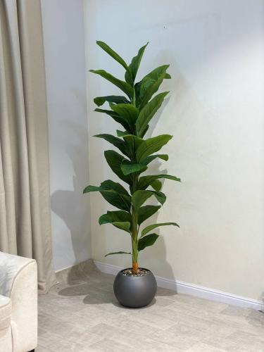 شجره اخضر ورق كبير بمركن رمادي مقاس 210 سم