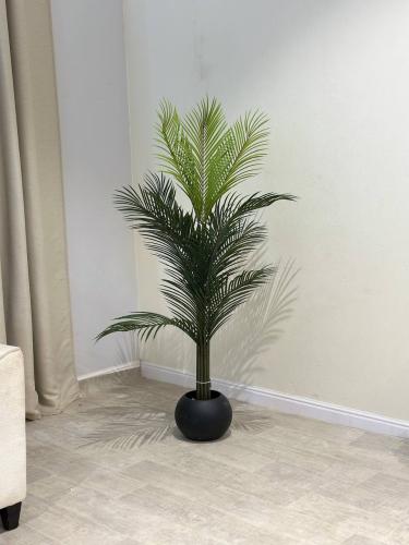 شجره نخل بمركن اسود مقاس 140 سم