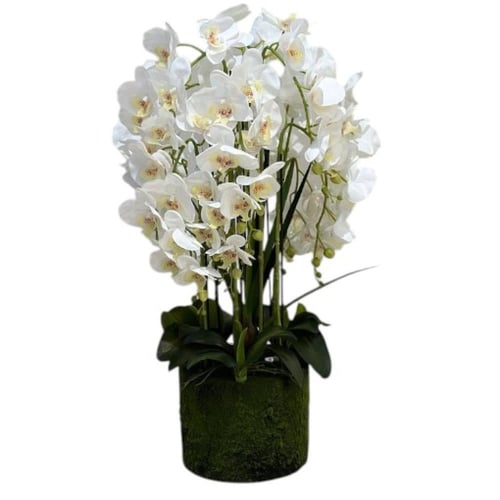 شجره اوركيد بمركن اسود مقاس 80 سم