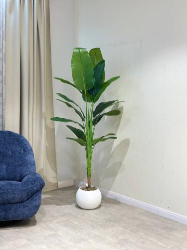 شجرة ورق الموز حوض ابيض بلاستيك