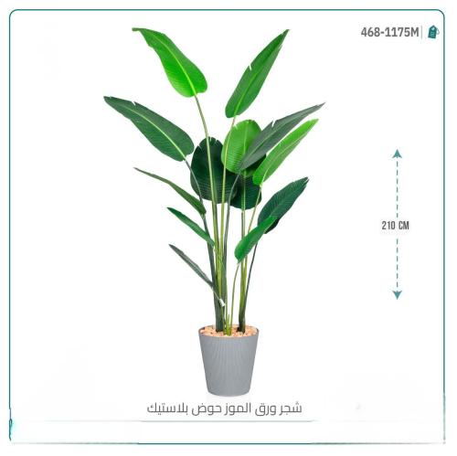 شجرة ورق الموز حوض رمادي مطفي بلاستيك