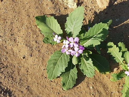 يهق (جرجير بري) 2000 بذرة Diplotaxis acris