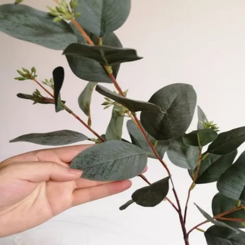 جذع أوراق الأوكالبتوس مع توت