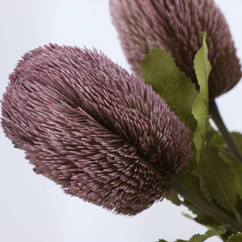 زهور البانكسيا.