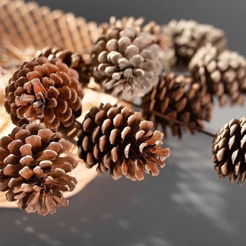 اكواز صنوبر طبيعية