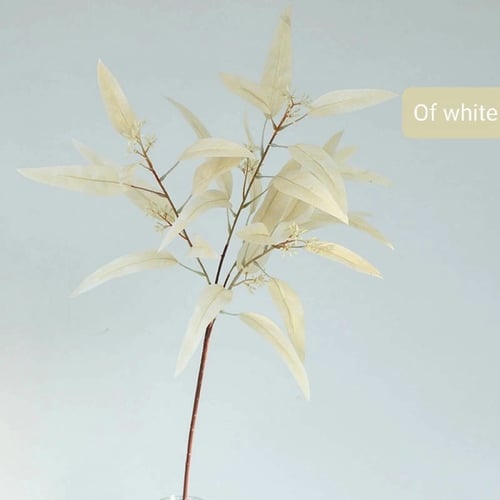 أوراق الاوكالبتوس.