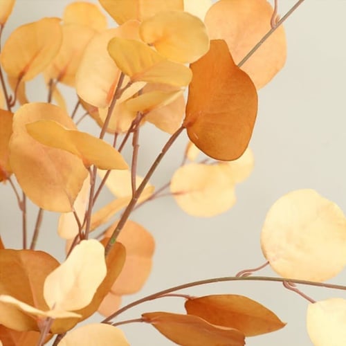 أوراق الاوكالبتوس بألوان الخريف.