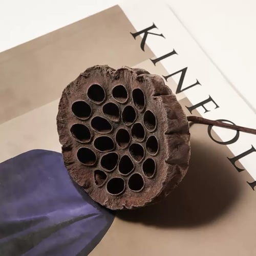 زهور اللوتس الطبيعية المجففة