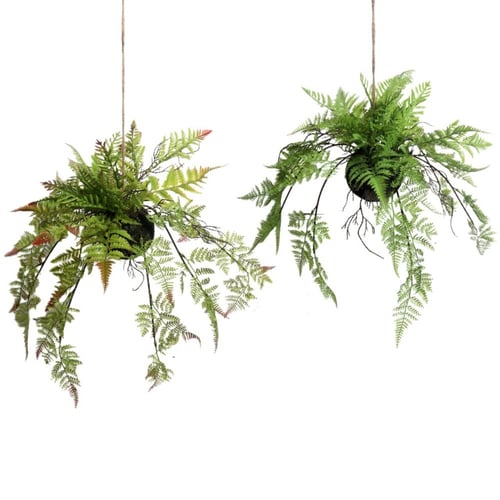 نباتات السرخس الصناعيه المعلقه.