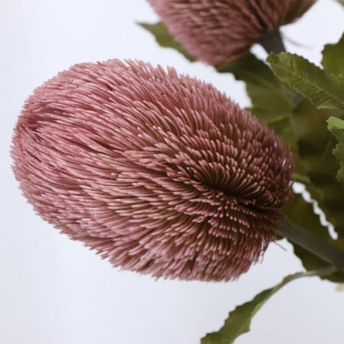 زهور البانكسيا.