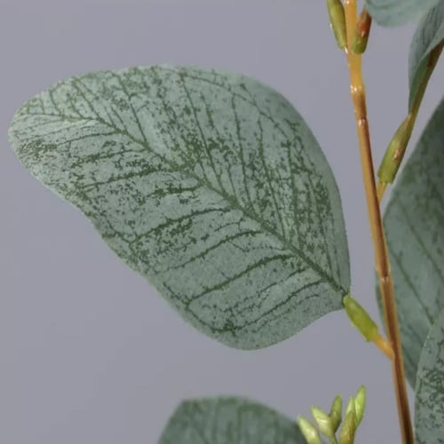 جذع أوراق الأوكالبتوس مع توت